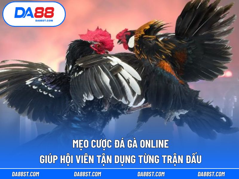 Mẹo cược đá gà online giúp hội viên tận dụng từng trận đấu